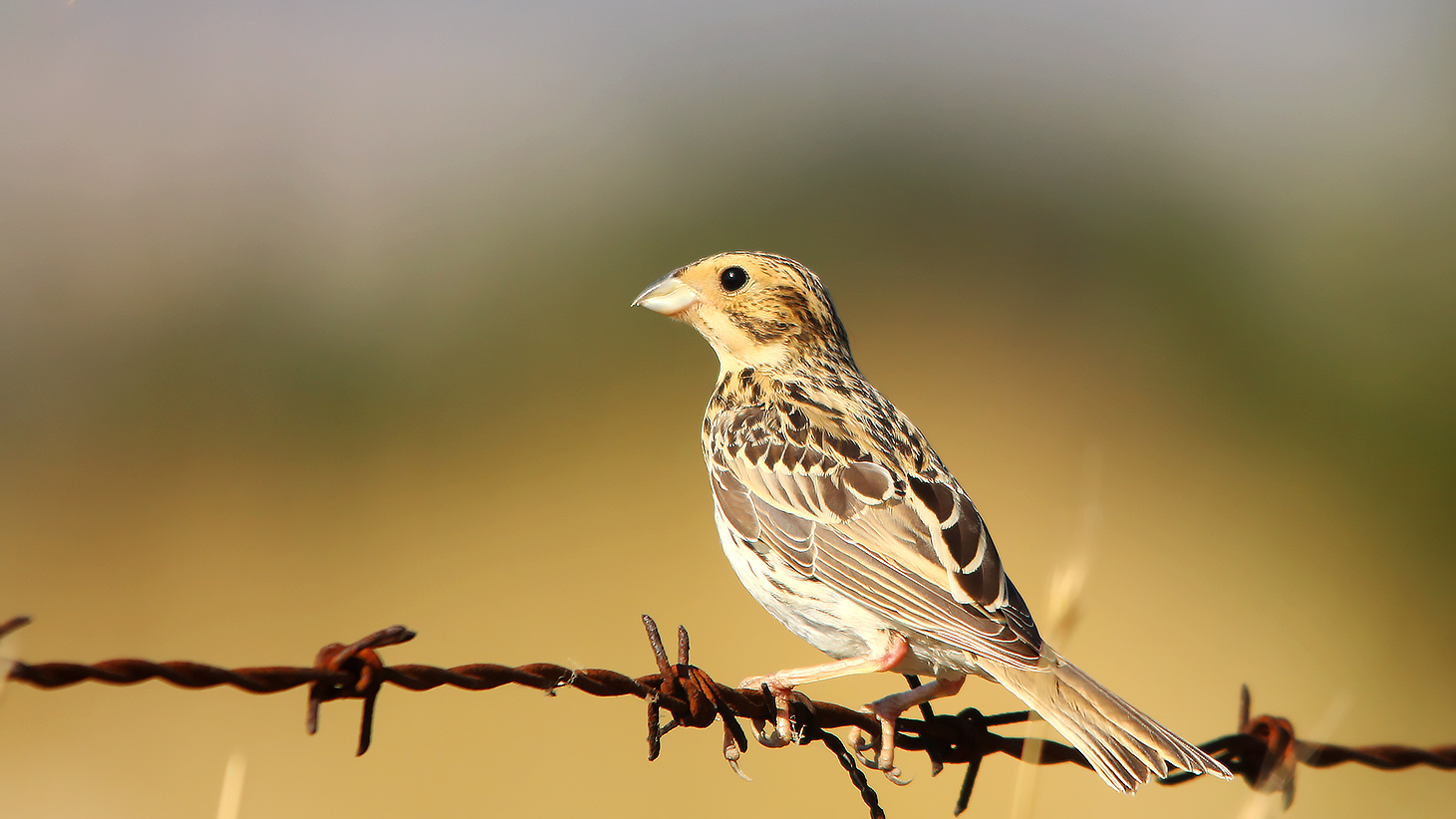 Corn Bunting
